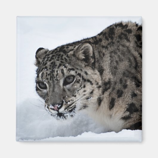 Snow Leopard Magnet (Vorne)
