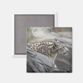 Snow Leopard Magnet (Vorderseite/Rückseite)