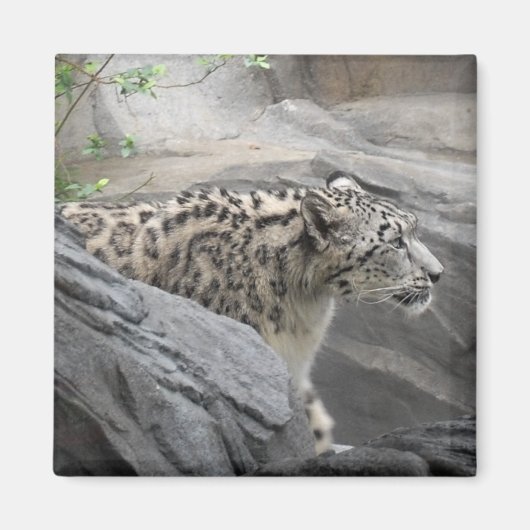 Snow Leopard Magnet (Vorne)