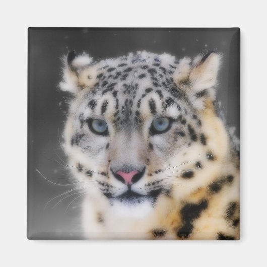 Snow Leopard Magnet (Vorne)