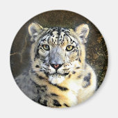 Snow Leopard Magnet (Vorne)