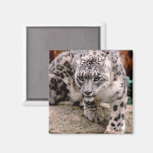 Snow Leopard Magnet (Vorderseite/Rückseite)