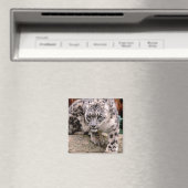 Snow Leopard Magnet (In Situ (Geschirrspüler))