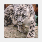 Snow Leopard Magnet (Vorne)