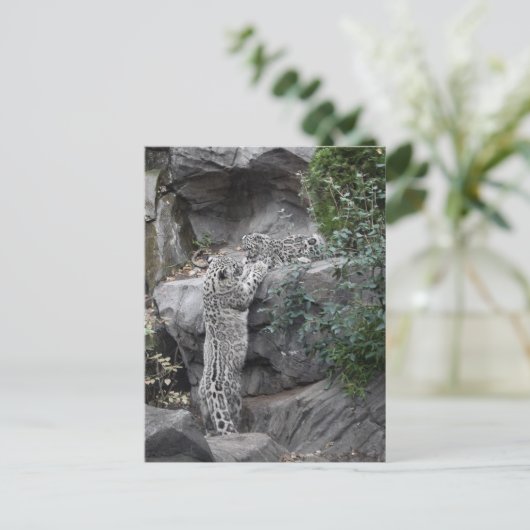 Snow Leopard Mutter und Cube Postkarte (Stehend Vorderseite)