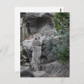 Snow Leopard Mutter und Cube Postkarte (Vorne/Hinten)