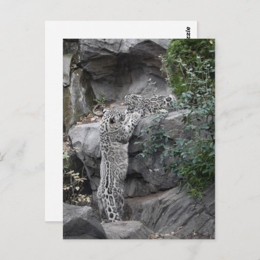Snow Leopard Mutter und Cube Postkarte (Vorne/Hinten)
