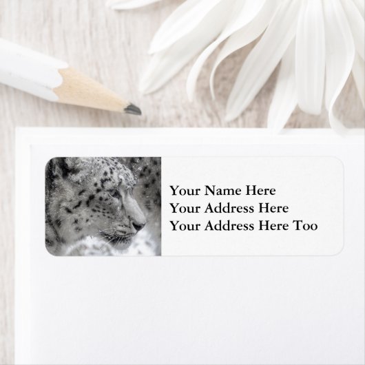 Snow Leopard Portrait in Snow (Insitu)