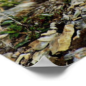 Snow Leopard Posing Poster (Ecke)