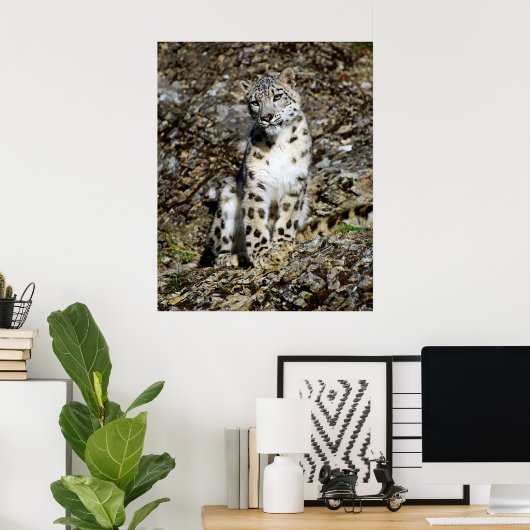 Snow Leopard Posing Poster (Heimbüro)