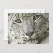 Snow Leopard Postcard Postkarte (Vorne/Hinten)