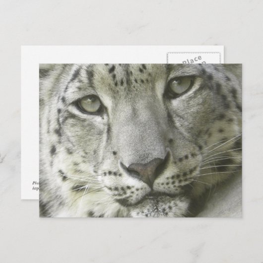 Snow Leopard Postcard Postkarte (Vorne/Hinten)