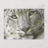 Snow Leopard Postcard Postkarte (Vorderseite)