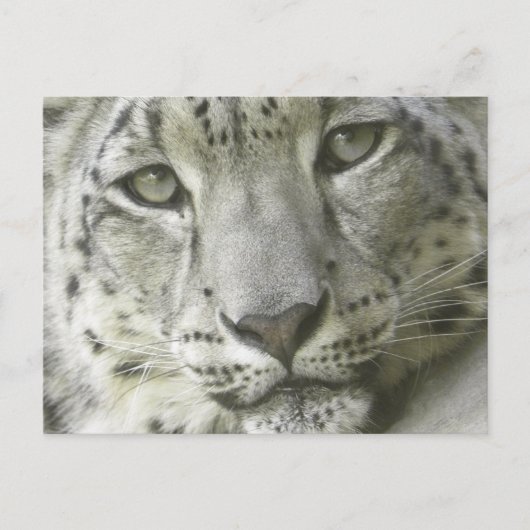 Snow Leopard Postcard Postkarte (Vorderseite)