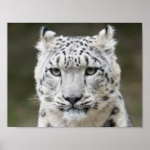 Snow Leopard Poster (Vorne)