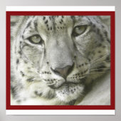 Snow Leopard Poster (Vorne)