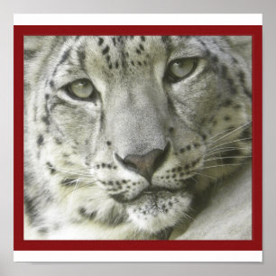 Snow Leopard Poster