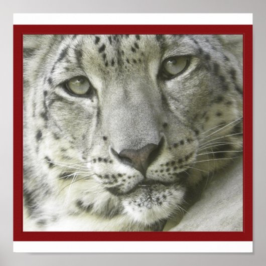 Snow Leopard Poster (Vorne)