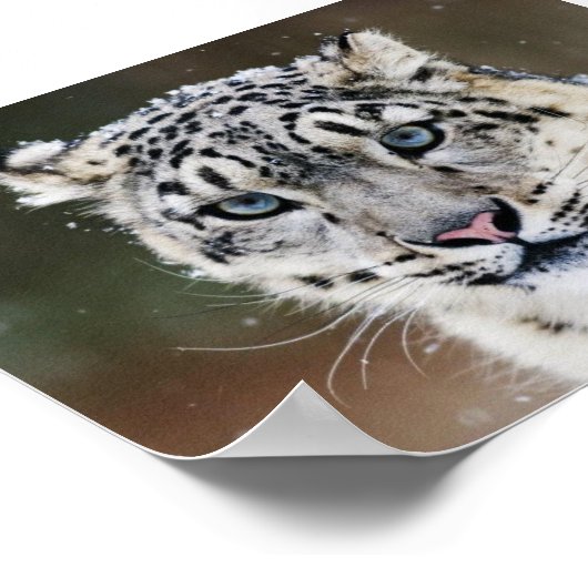 Snow Leopard Poster (Ecke)