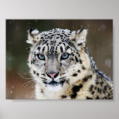 Snow Leopard Poster (Vorne)