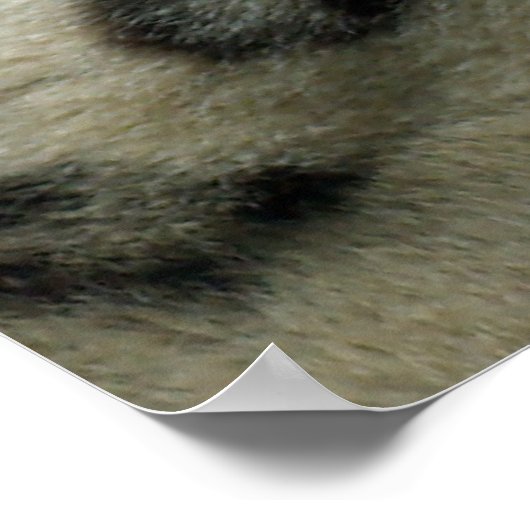 Snow Leopard Poster (Ecke)