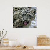 Snow Leopard Poster (Küche)