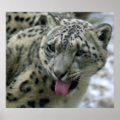Snow Leopard Poster (Vorne)