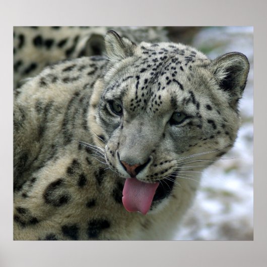 Snow Leopard Poster (Vorne)