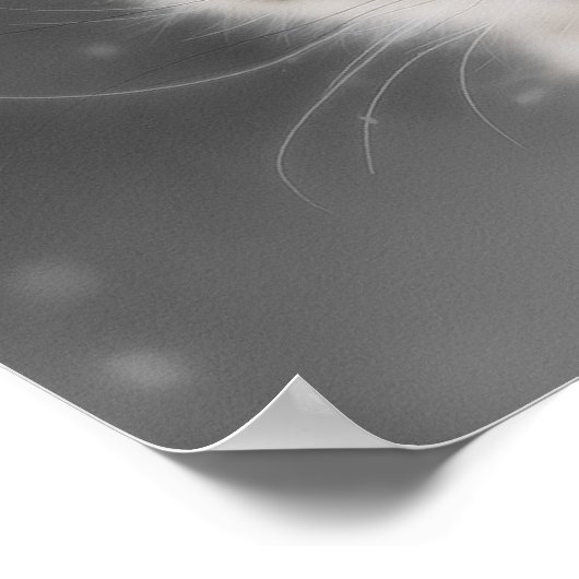 Snow Leopard Poster (Ecke)