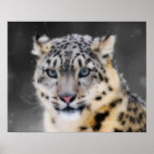 Snow Leopard Poster (Vorne)