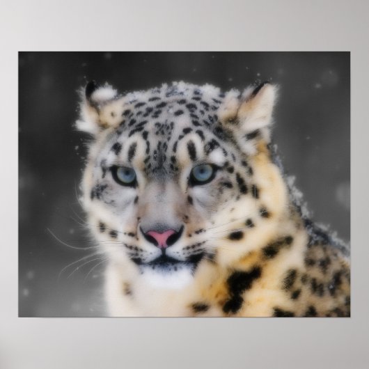Snow Leopard Poster (Vorne)