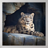 Snow Leopard Poster (Vorne)