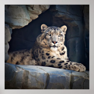Snow Leopard Poster