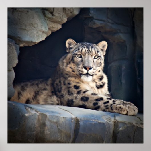 Snow Leopard Poster (Vorne)