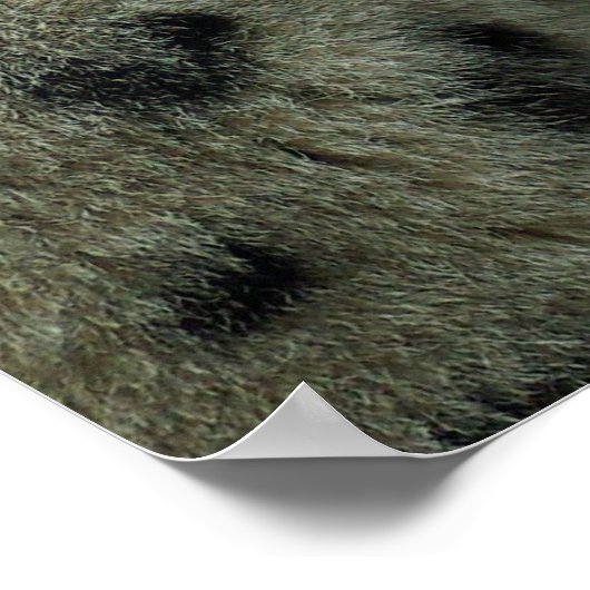 Snow Leopard Poster (Ecke)