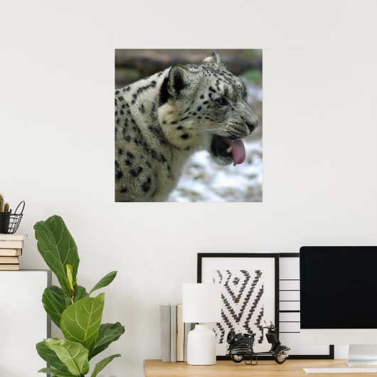 Snow Leopard Poster (Heimbüro)