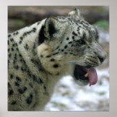 Snow Leopard Poster (Vorne)