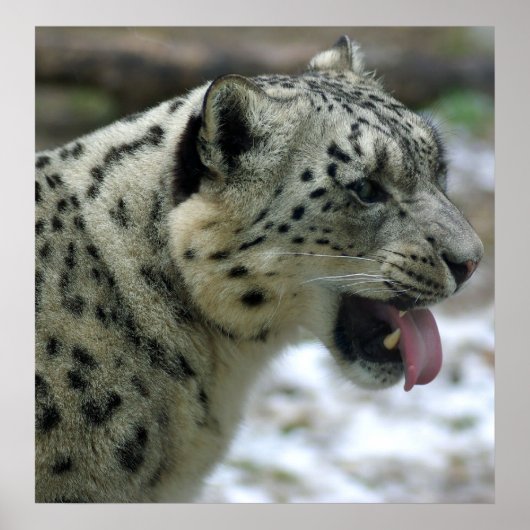 Snow Leopard Poster (Vorne)