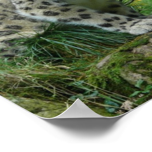 Snow Leopard Poster (Ecke)