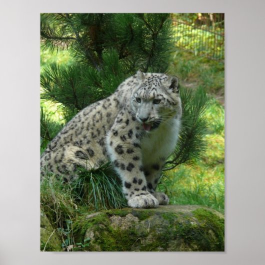 Snow Leopard Poster (Vorne)