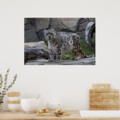 Snow Leopard Poster (Küche)