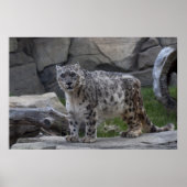 Snow Leopard Poster (Vorne)