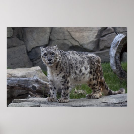 Snow Leopard Poster (Vorne)