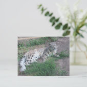 Snow Leopard Postkarte (Stehend Vorderseite)