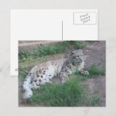 Snow Leopard Postkarte (Vorne/Hinten)