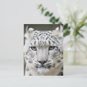 Snow Leopard Postkarte (Stehend Vorderseite)
