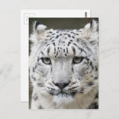 Snow Leopard Postkarte (Vorne/Hinten)