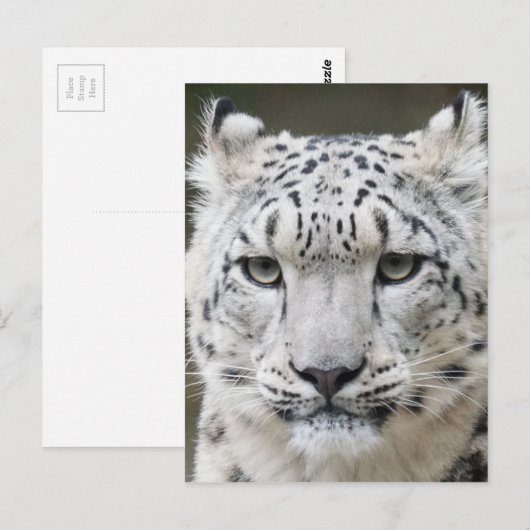 Snow Leopard Postkarte (Vorne/Hinten)