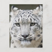 Snow Leopard Postkarte (Vorderseite)