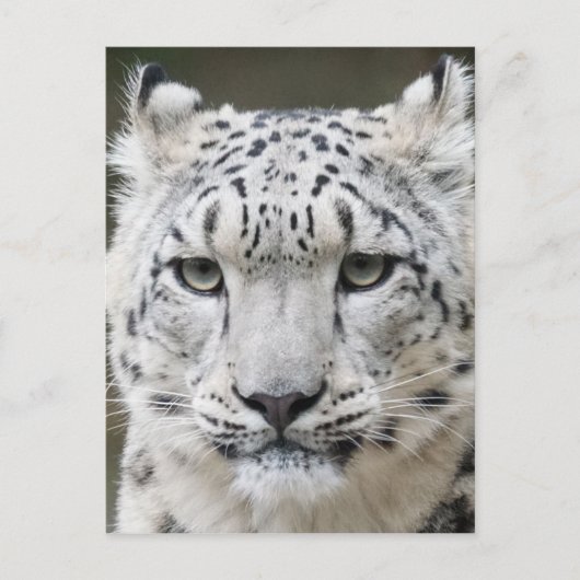 Snow Leopard Postkarte (Vorderseite)